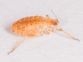 Cinara piceicola
